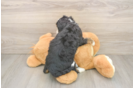 Best Mini Bernedoodle Baby