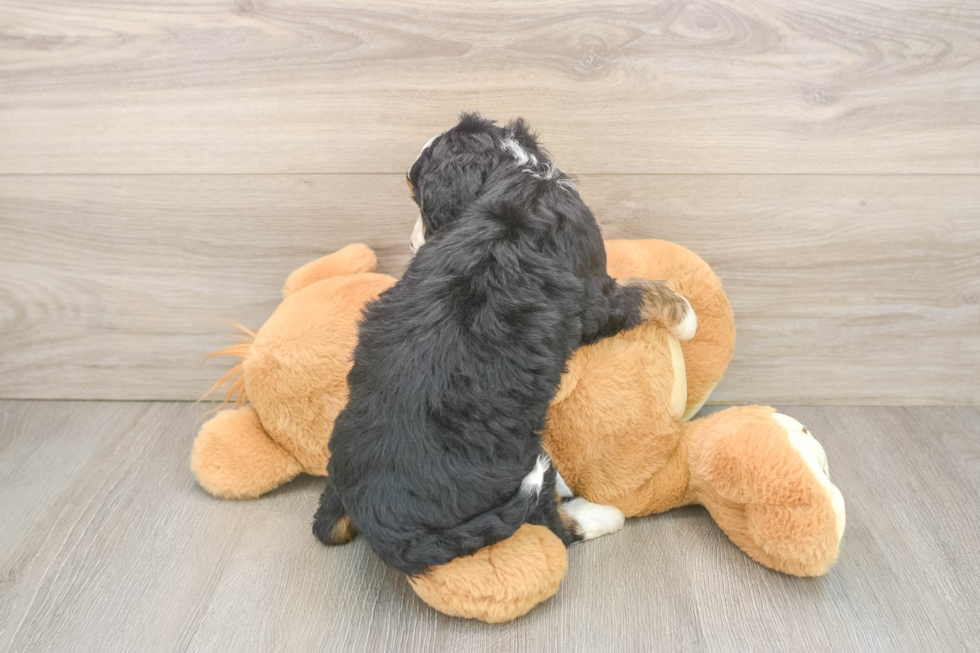 Best Mini Bernedoodle Baby
