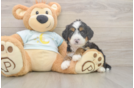 Friendly Mini Bernedoodle Baby