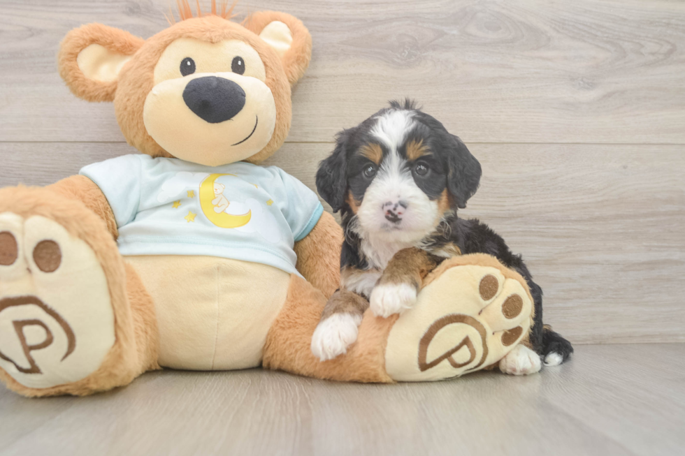 Friendly Mini Bernedoodle Baby
