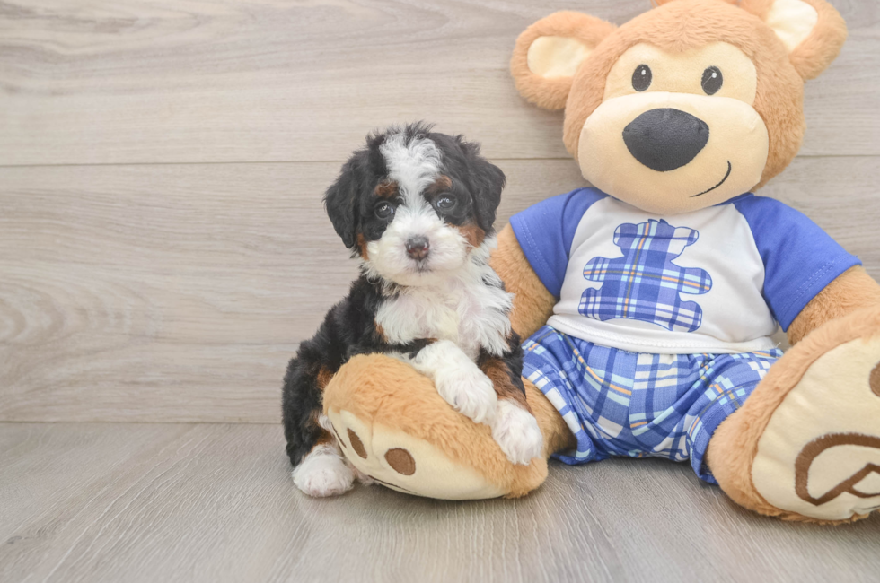 5 week old Mini Bernedoodle Puppy For Sale - Seaside Pups