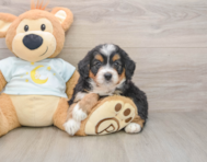6 week old Mini Bernedoodle Puppy For Sale - Seaside Pups