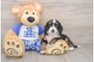 Cute Mini Bernedoodle Baby