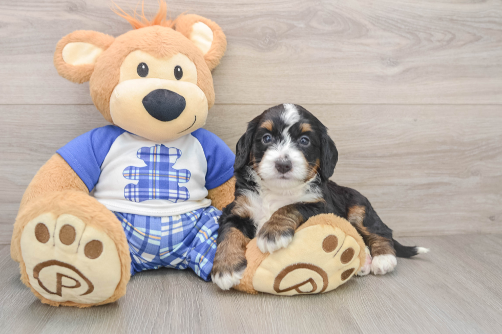 Cute Mini Bernedoodle Baby