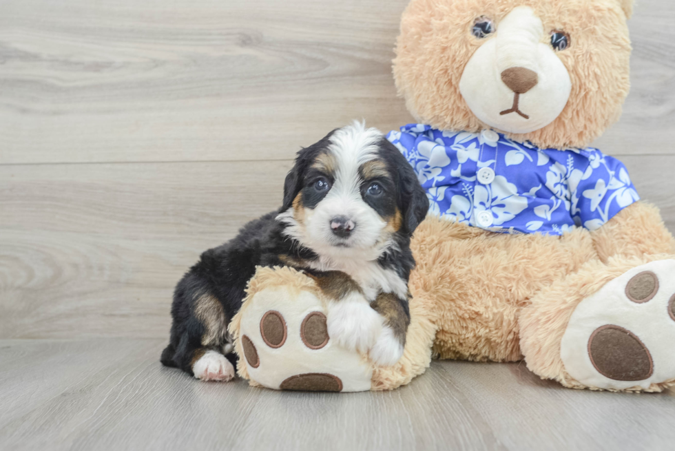 Mini Bernedoodle Pup Being Cute