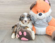 5 week old Mini Bernedoodle Puppy For Sale - Seaside Pups