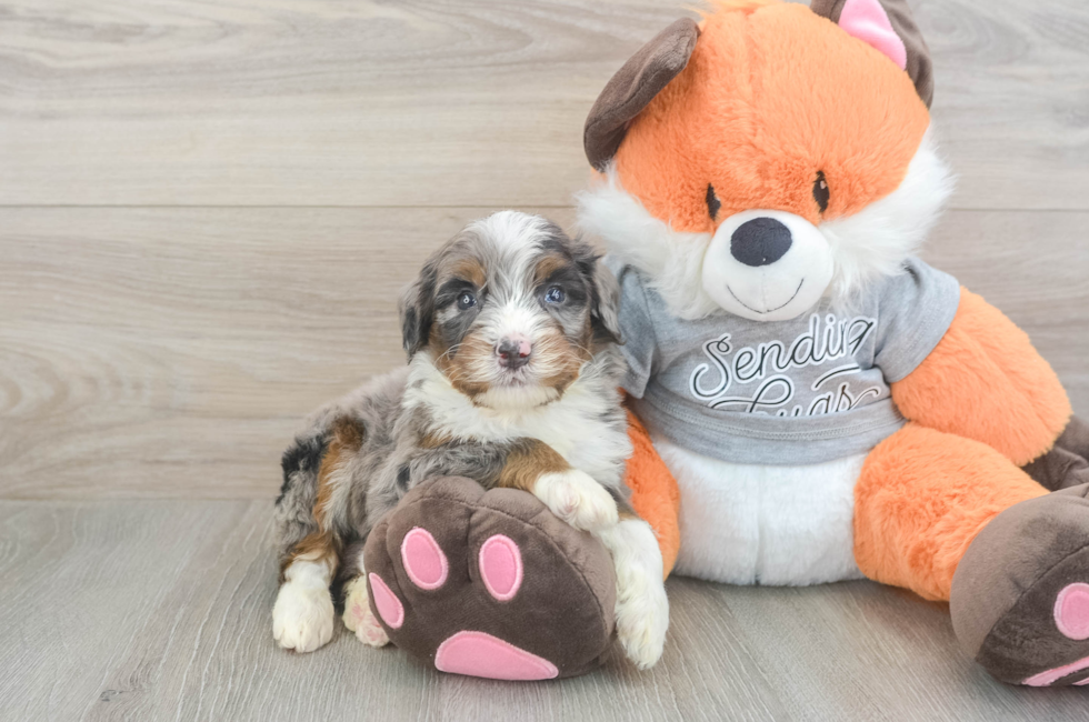 5 week old Mini Bernedoodle Puppy For Sale - Seaside Pups