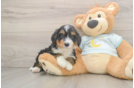 Smart Mini Bernedoodle Poodle Mix Pup