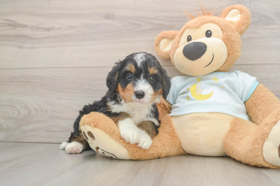 Smart Mini Bernedoodle Poodle Mix Pup