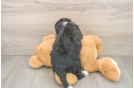 Mini Bernedoodle Puppy for Adoption