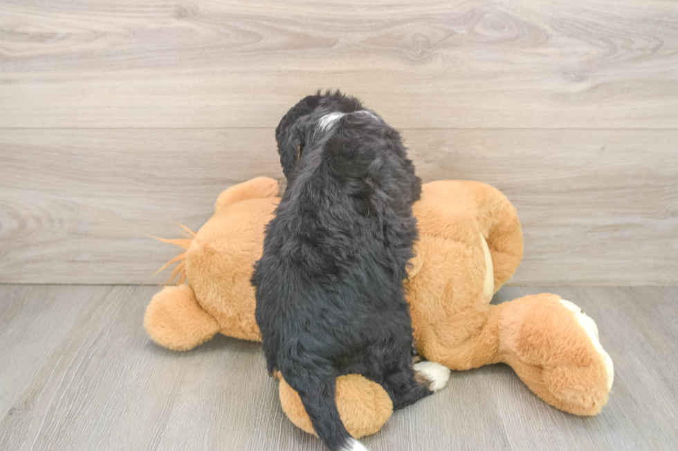 Mini Bernedoodle Puppy for Adoption
