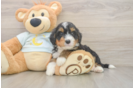 Happy Mini Bernedoodle Baby