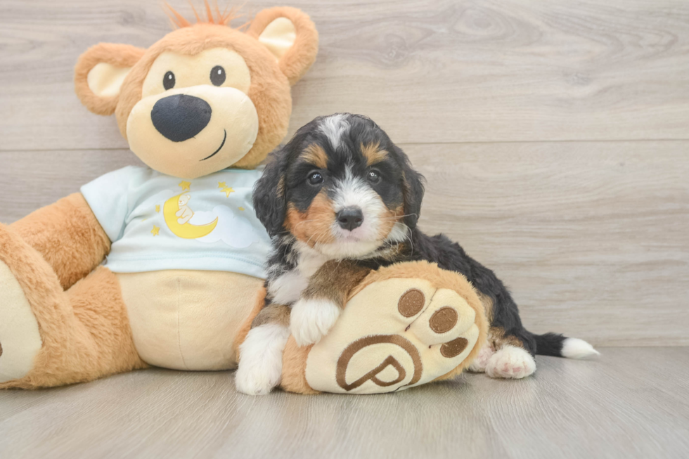 Happy Mini Bernedoodle Baby