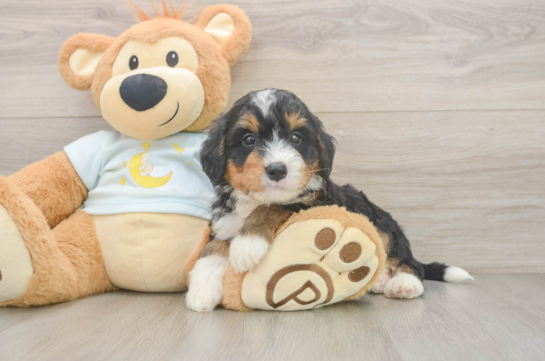 Happy Mini Bernedoodle Baby
