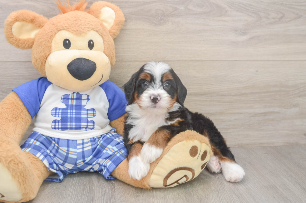 5 week old Mini Bernedoodle Puppy For Sale - Seaside Pups