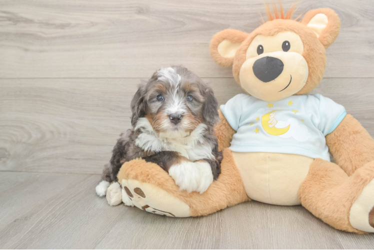 Playful Bernadoodle Poodle Mix Puppy