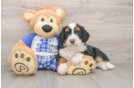 Petite Mini Bernedoodle Poodle Mix Pup
