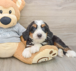 6 week old Mini Bernedoodle Puppy For Sale - Seaside Pups