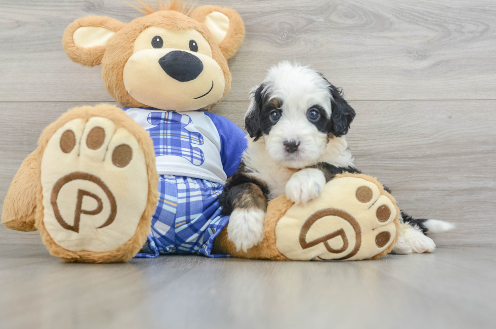 7 week old Mini Bernedoodle Puppy For Sale - Seaside Pups