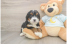 Adorable Mini Berniedoodle Poodle Mix Puppy