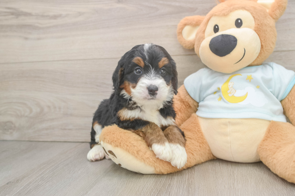 Adorable Mini Berniedoodle Poodle Mix Puppy