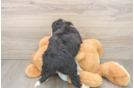 Mini Bernedoodle Pup Being Cute