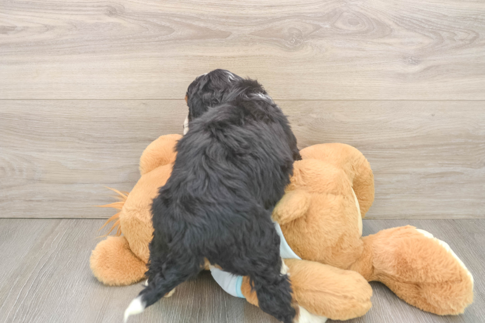 Mini Bernedoodle Pup Being Cute