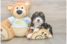 Hypoallergenic Mini Bernepoo Poodle Mix Puppy