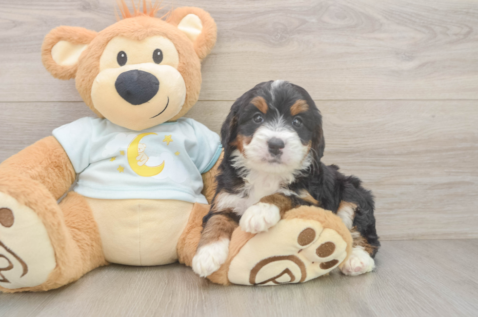 5 week old Mini Bernedoodle Puppy For Sale - Seaside Pups