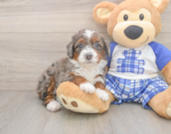 7 week old Mini Bernedoodle Puppy For Sale - Seaside Pups