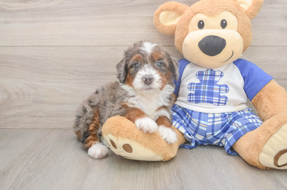 5 week old Mini Bernedoodle Puppy For Sale - Seaside Pups