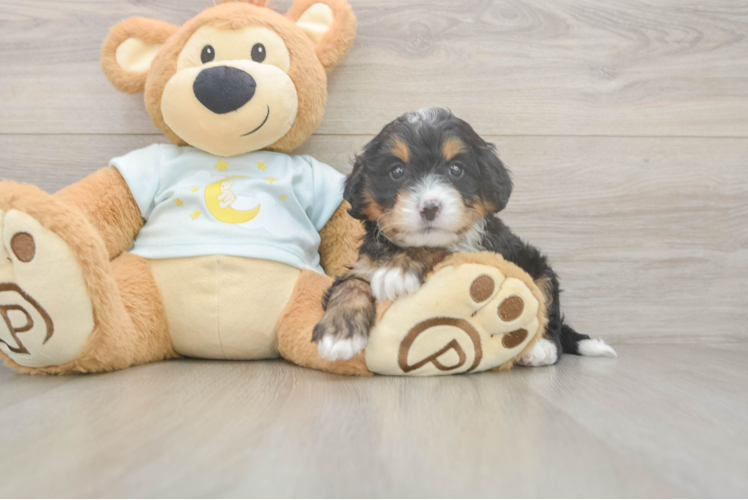 Mini Bernedoodle Pup Being Cute