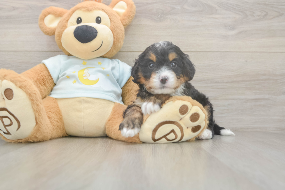 Mini Bernedoodle Pup Being Cute