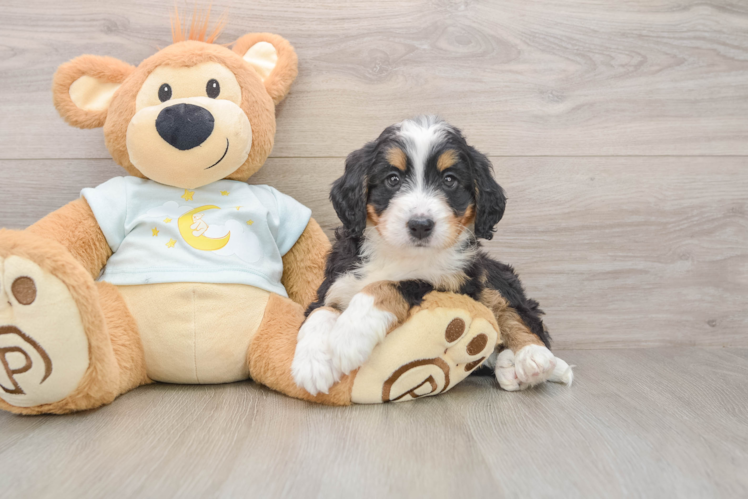 Small Mini Bernedoodle Baby