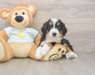 6 week old Mini Bernedoodle Puppy For Sale - Seaside Pups