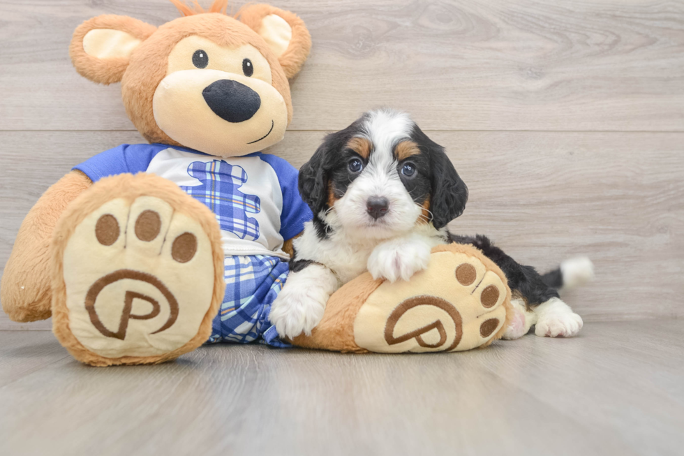Best Mini Bernedoodle Baby