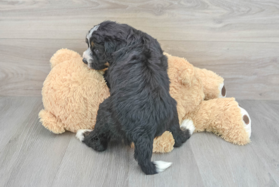 Best Mini Bernedoodle Baby