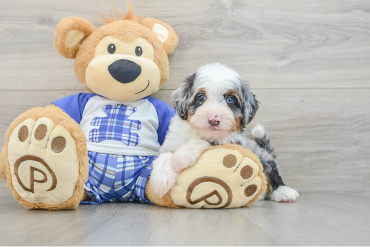 Sweet Mini Bernedoodle Baby
