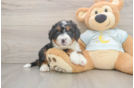 Mini Bernedoodle Puppy for Adoption