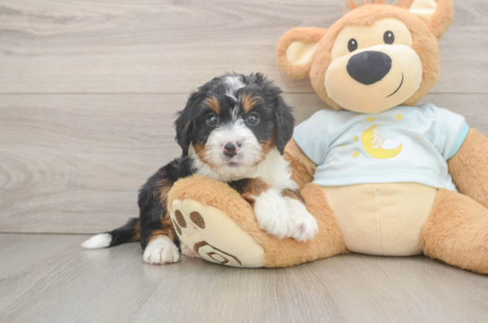Mini Bernedoodle Puppy for Adoption