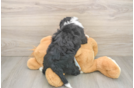 Best Mini Bernedoodle Baby