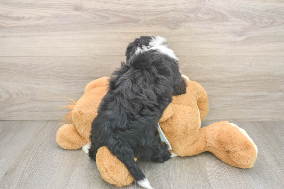 Best Mini Bernedoodle Baby