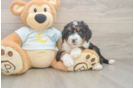 Mini Bernedoodle Pup Being Cute