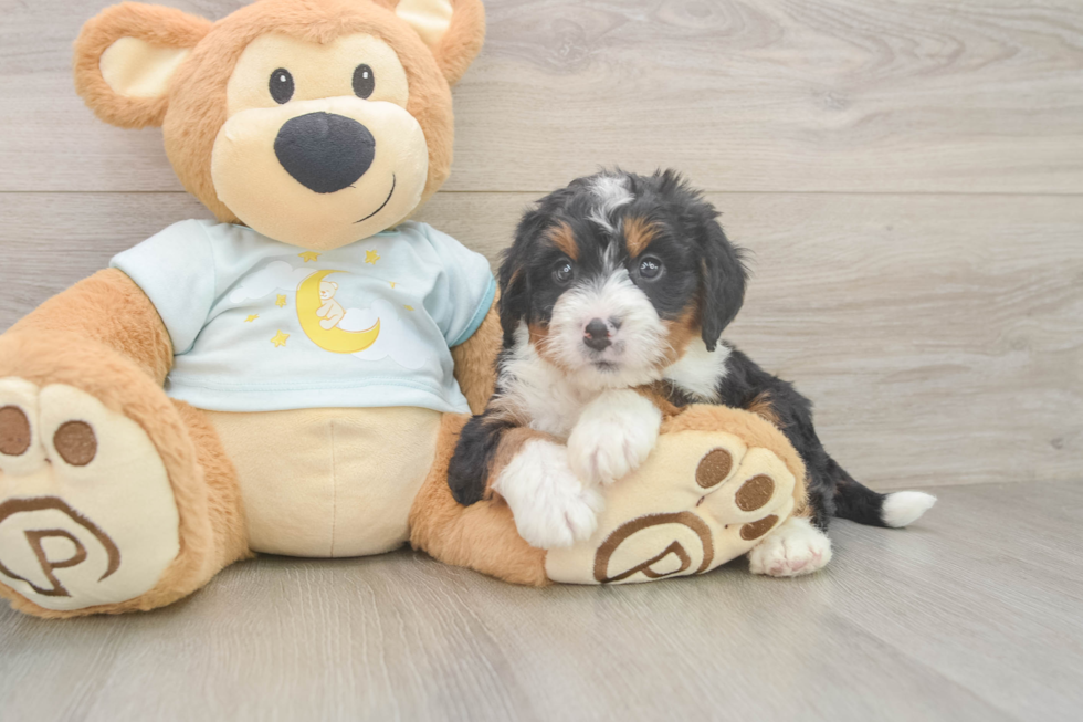 Mini Bernedoodle Pup Being Cute