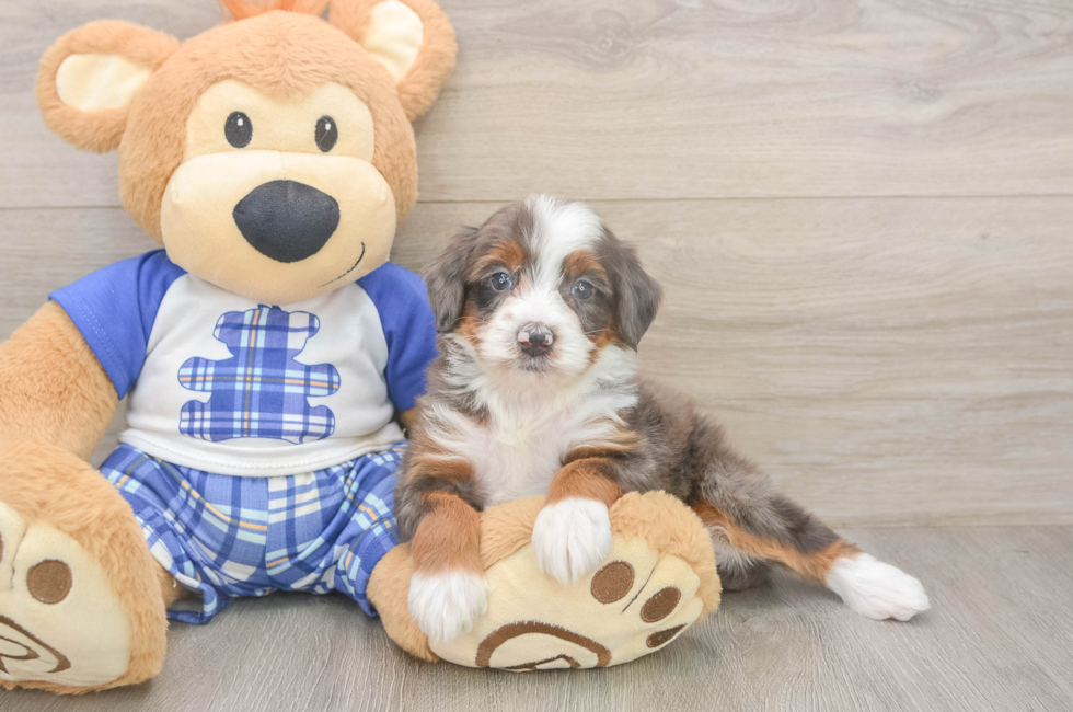 5 week old Mini Bernedoodle Puppy For Sale - Seaside Pups