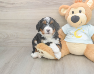 6 week old Mini Bernedoodle Puppy For Sale - Seaside Pups
