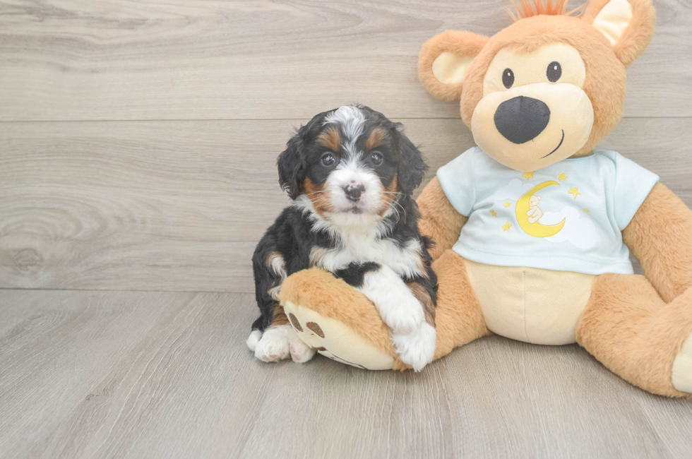 5 week old Mini Bernedoodle Puppy For Sale - Seaside Pups