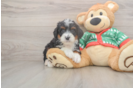 Best Mini Bernedoodle Baby