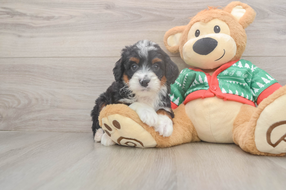 5 week old Mini Bernedoodle Puppy For Sale - Seaside Pups