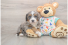 Little Mini Berniedoodle Poodle Mix Puppy